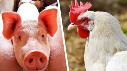 Suínos e frangos dão alento à agropecuária – Editorial O Estado de S.Paulo