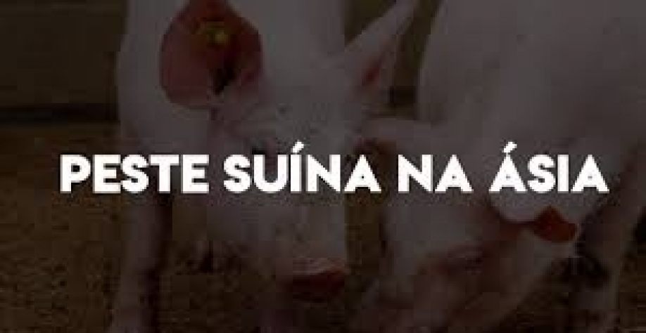 FAO eleva para 7,242 mi número de animais eliminados por peste suína 