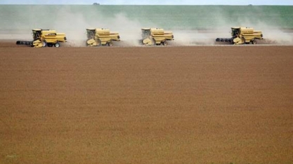 Transgênicos atingirão 53 mi ha no Brasil em 19/20; milho cresce mais