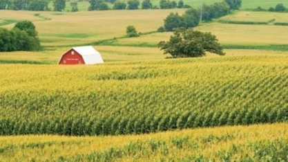 USDA reduz estimativa para produção de milho dos EUA 