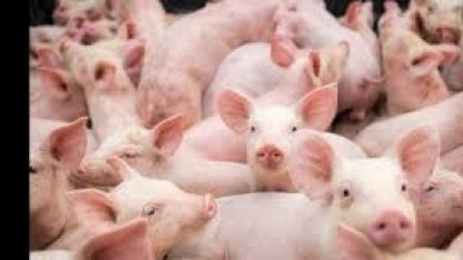 Abate de suínos sobe 0,8% no 1º trimestre de 2019
