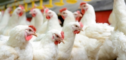 Frango: Análise Agromensal Cepea/Esalq Outubro/19