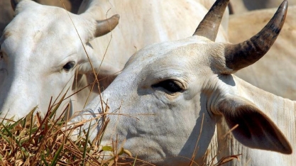Abate de bovinos cresce 4% no 3º tri; China impulsiona carnes do Brasil 