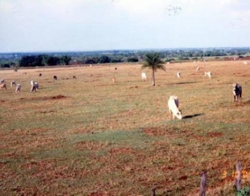 Projeto ABC Cerrado recupera 93 mil ha de pastagens degradadas