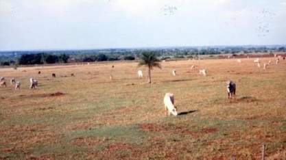 Projeto ABC Cerrado recupera 93 mil ha de pastagens degradadas