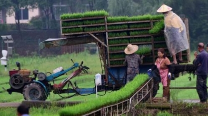 China criará 67 mi hectares em terras agrícolas de alta qualidade até 2022