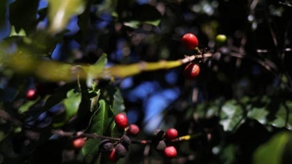 Safra de café deverá atingir 66,7 milhões de sacas em 2020