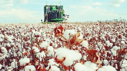 Algodão: Análise Agromensal Cepea/Esalq Outubro/19