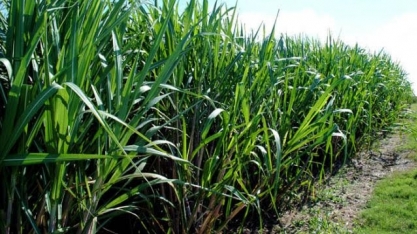 Cana: Governo libera R$ 1 mi para projeto de rastreamento em blockchain 