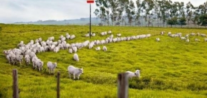 Boi: Análise Agromensal Cepea/Esalq Outubro/19 