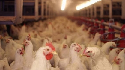  Exportações de frango para UEE cresceram 9% de jan. a set. ante 2018