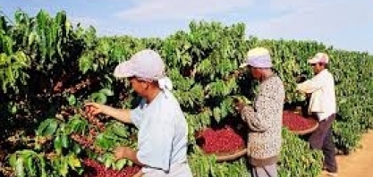 O mercado de café evoluiu bem nas últimas semanas 