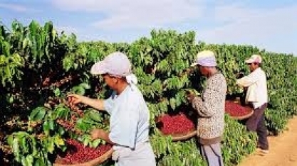 O mercado de café evoluiu bem nas últimas semanas 