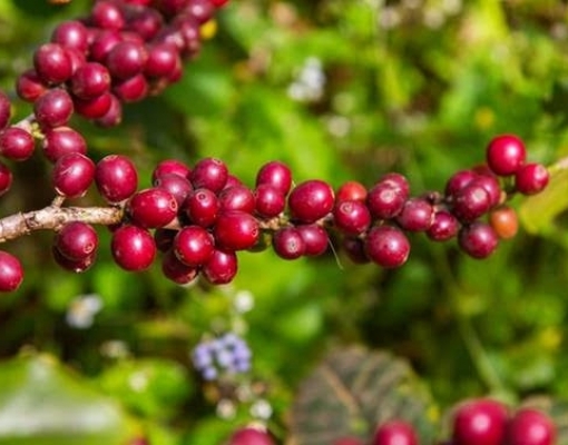Café: Análise Agromensal Cepea/Esalq Novembro 2019