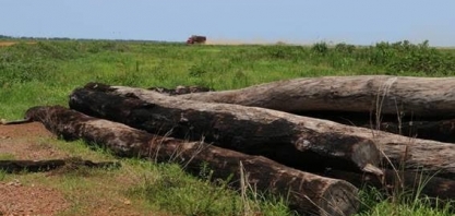Observando o desaparecimento do cerrado