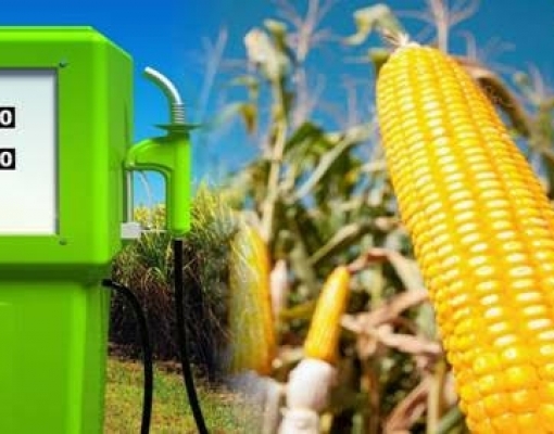  Millenium Bioenergy vai produzir etanol a partir do milho no Amazonas