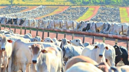 Boi: Confinamento cresce 5% em 2019, para 3,57 milhões de animais