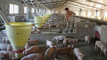 China tenta atrair pequenos produtores de volta aos porcos