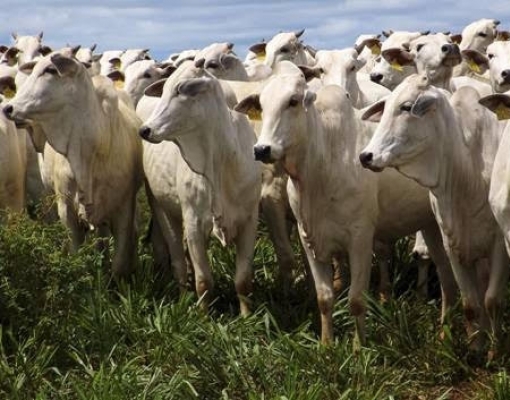 Bovinos: Análise Agromensal Cepea/Esalq Novembro 2019