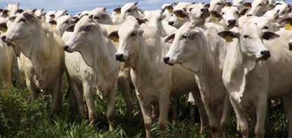 Bovinos: Análise Agromensal Cepea/Esalq Novembro 2019