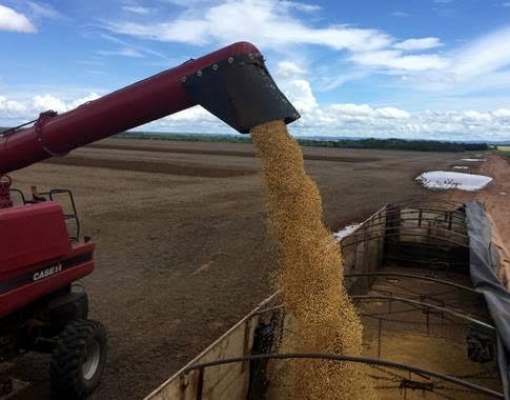  Safra de soja do Brasil estimada em recorde de 122,7 mi t