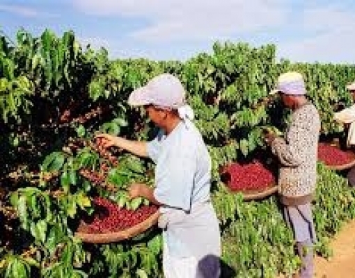 A dança dos números do café
