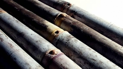 Concluído o maior sequenciamento do genoma da cana-de-açúcar comercial