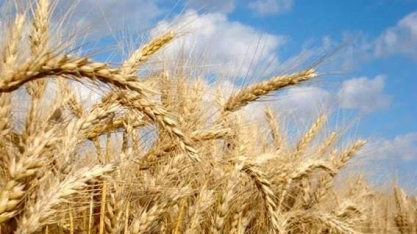 Trigo pode virar pimenta nas relações entre Brasil e Argentina