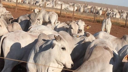 Agronegócio deverá ter destaque ainda mais intenso em 2020
