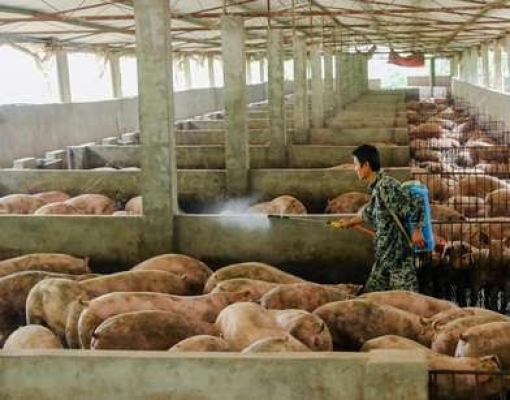 Rebanho de suínos da China cresce pela 1ª vez em um ano em novembro