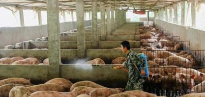 Rebanho de suínos da China cresce pela 1ª vez em um ano em novembro