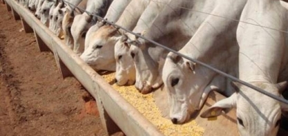 Pressão ambiental e eficiência impulsionam confinamento bovino