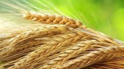  Trigo: Análise Agromensal Cepea/Esalq Novembro 2019