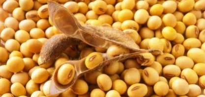 Soja: Análise Agromensal Cepea/Esalq Novembro 2019