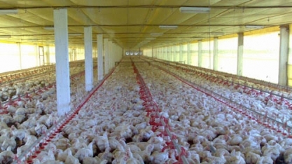 Frango: Análise Agromensal Cepea/Esalq Novembro 2019