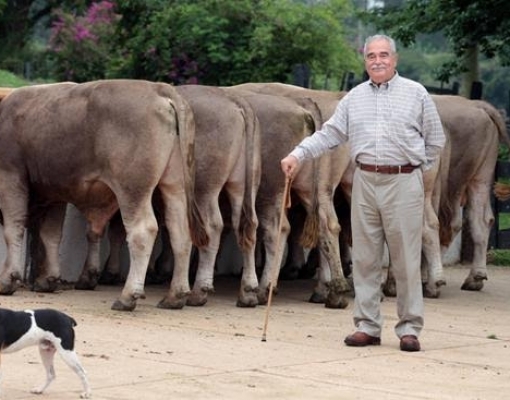 Pecuária em alta atrai criadores