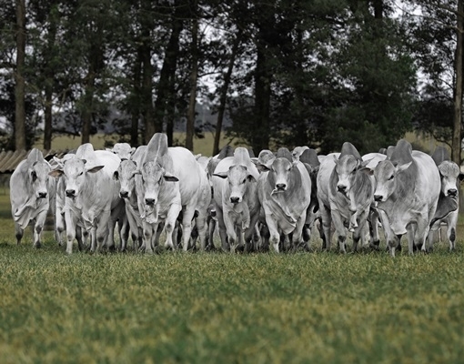 Receita da agropecuária do Brasil deve crescer 10% em 2020