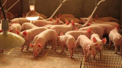 Exportação de carne suína fecha 2019 com recorde mensal e avanço de  15% 