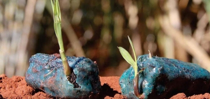 Novos caminhos no plantio da cana-de-açúcar