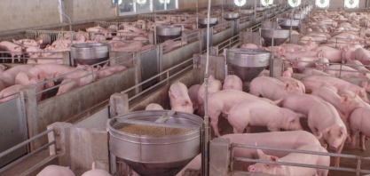 Com forte demanda chinesa, Brasil exporta recorde de carne suína em 2019