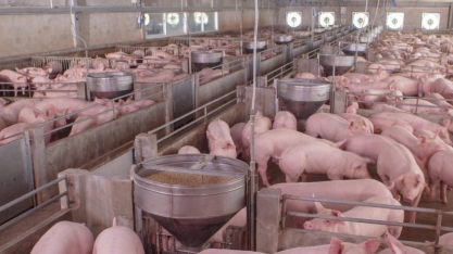 Com forte demanda chinesa, Brasil exporta recorde de carne suína em 2019
