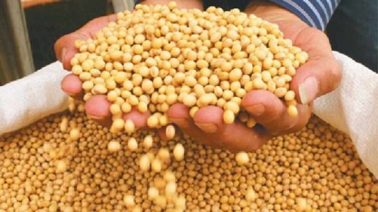 Soja: Exportação brasileira será aquecida no 1º semestre