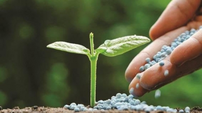 Nutrição vegetal ganha espaço na agricultura brasileira