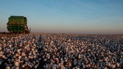 MT desbanca SP pelo 2º ano e concentra maior valor de produção agrícola