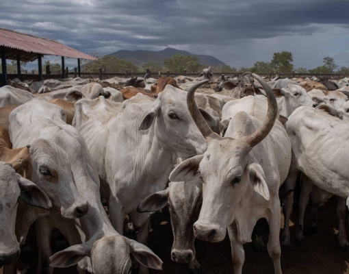 Pecuária busca novo equilíbrio
