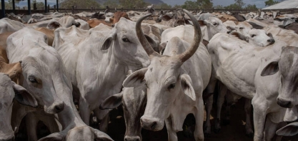 Pecuária busca novo equilíbrio