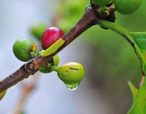 Café: Após fortes chuvas em MG e ES, setor começa a avaliar prejuízos