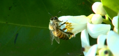 Comissão Europeia proíbe pesticida da Bayer associado a danos em abelhas
