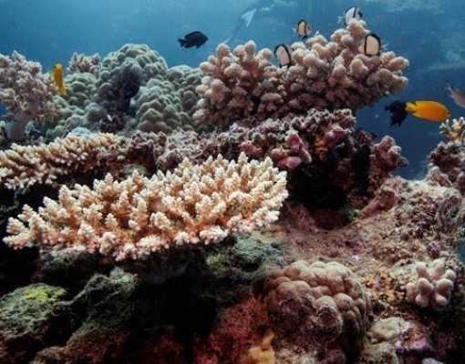 Oceanos atingem a maior temperatura já registrada