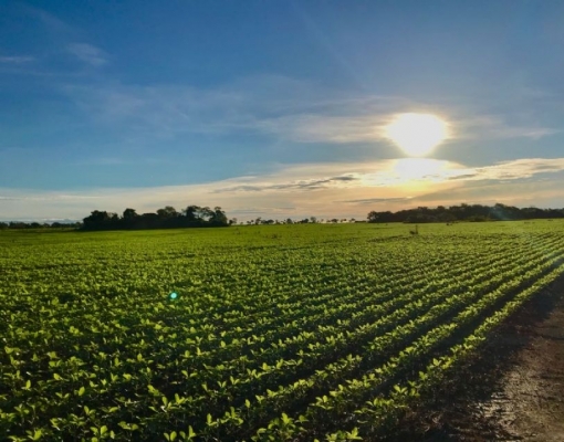 Soja: Menor oferta e demanda firme sustentam preços em 2019 